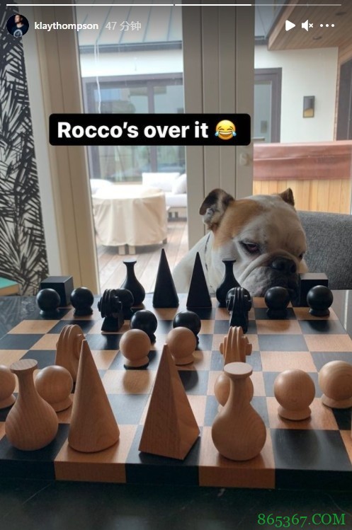 克莱晒爱犬Rocco照片：我需要更多朋友来陪我下棋